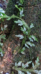 Selaginella doederleinii