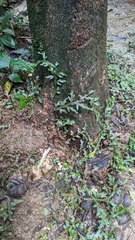 Selaginella doederleinii