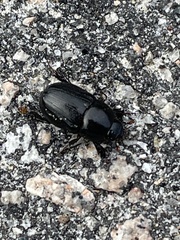 Euetheola