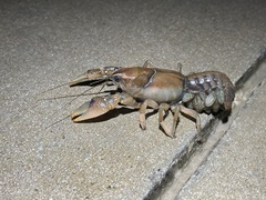 Procambarus steigmani