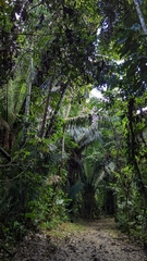 Selaginella doederleinii