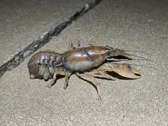 Procambarus steigmani