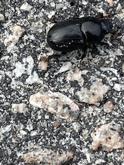 Euetheola