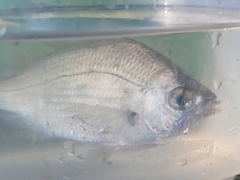 Eucinostomus gula