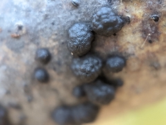 Jackrogersella multiformis