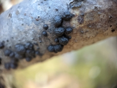 Jackrogersella multiformis