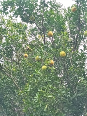 Citrus paridisi