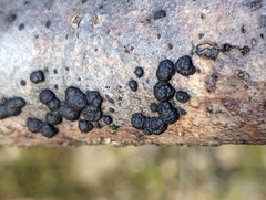 Jackrogersella multiformis