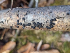 Jackrogersella multiformis