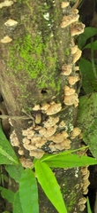 Panellus pusillus