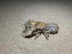 Procambarus steigmani