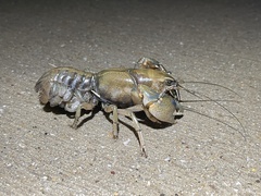 Procambarus steigmani