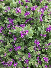 Polygala myrtifolia