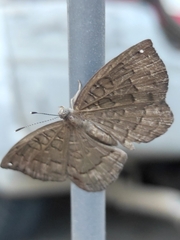 Voltinia umbra