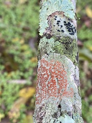 Haematomma