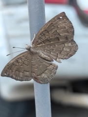 Voltinia umbra