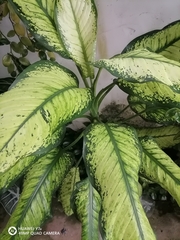 Aglaonema commutatum