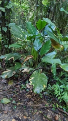Calathea