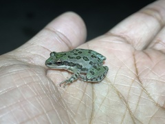 Pseudacris clarkii