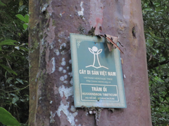 Huodendron tibeticum