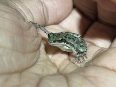 Pseudacris clarkii