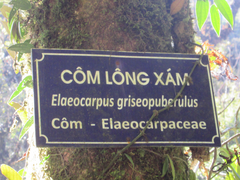 Elaeocarpus