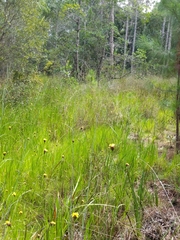Xyris fimbriata
