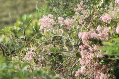 Miconia xalapensis
