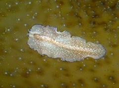 Phrikoceros mopsus