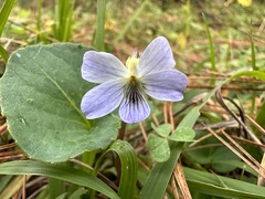 Viola hookeriana