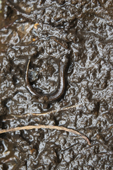 Eurycea quadridigitata