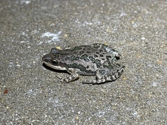 Pseudacris clarkii