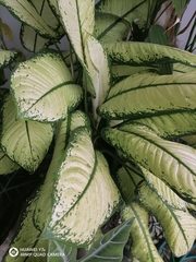 Aglaonema commutatum