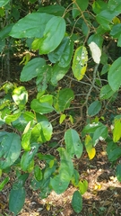 Mallotus philippensis