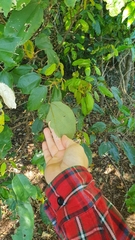 Mallotus philippensis