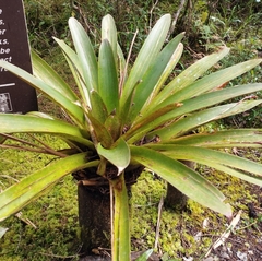 Tillandsia complanata