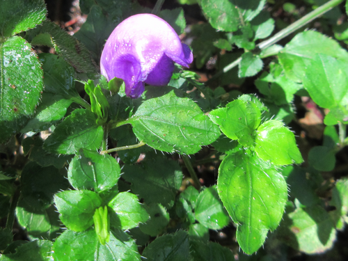 Strobilanthes obesa (Strobilanthes obesa)