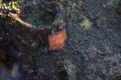 Epiactis prolifera
