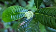 Palicourea glomerulata