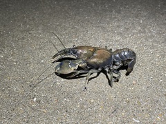 Procambarus steigmani