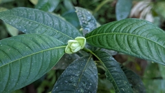 Palicourea glomerulata