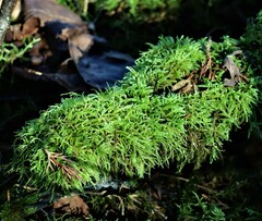 Brachythecium rivulare