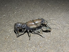 Procambarus steigmani