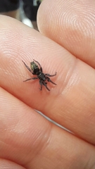 Latonigena