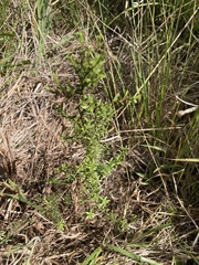 Leptospermum scoparium
