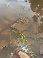 Isolepis fluitans fluitans