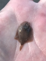 Trinectes maculatus