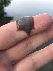 Trinectes maculatus
