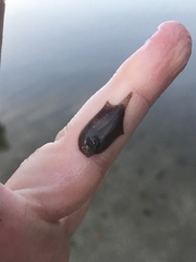 Trinectes maculatus