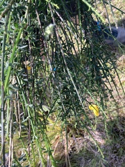Cytisus scoparius